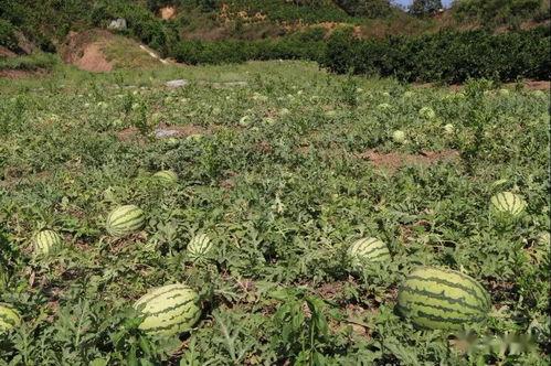 吃瓜料黑王,揭秘吃瓜料背后的黑王真相